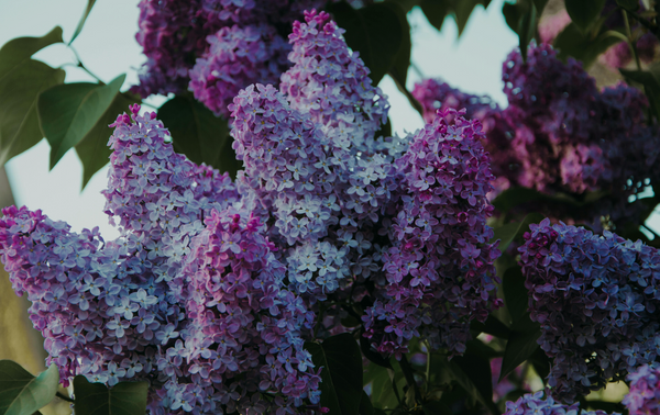 La collection Fleur de Lilas s’agrandit pour le printemps
